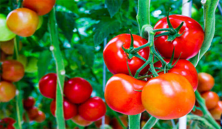 9 công dụng tuyệt vời của cà chua